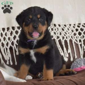 Azalea, Bernese Mountain Dog Mix Puppy